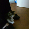 Photo de Elfy