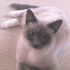 Photo de Belle, Sacré de Birmanie