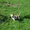 Photo de Nougat, Jack Russell Terrier