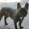 Photo de Rayden, Bouledogue Français