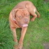 Photo de Attila