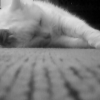 Photo de Ti-puce