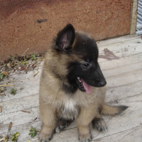 Photo de profil de Les chiots de sidji
