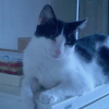 Photo de Chico