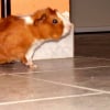 Photo de Lola