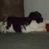 Photo de Dumbo