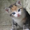 Photo de Lassie
