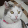 Photo de Chipie