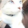 Photo de Milka