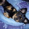 Photo de Canelle