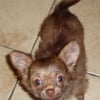 Photo de Poncho