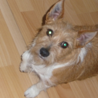 Photo de profil de Paddy