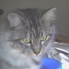 Photo de Coton