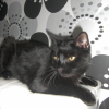 Photo de Blacko