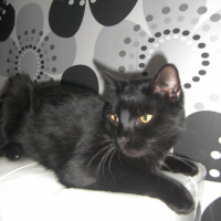 Photo de profil de Blacko