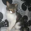 Photo de Minou