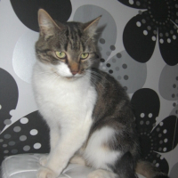 Photo de profil de Minou