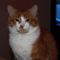 Photo de profil de Timmy