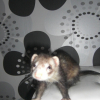 Photo de Canelle
