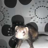 Photo de profil de Canelle