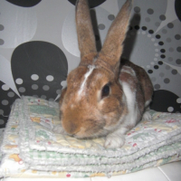 Photo de profil de Panpan