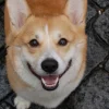 Photo de Goupil, Welsh Corgi Pembroke