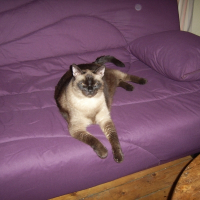 Photo de profil de Tao