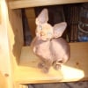 Photo de Ramses