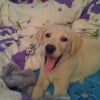 Photo de Prince, Labrador Retriever