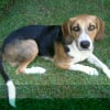 Photo de Snoopy, Beagle