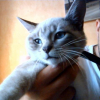 Photo de Moustik
