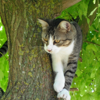 Photo de profil de Nougat