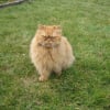 Photo de Mustan, Persan