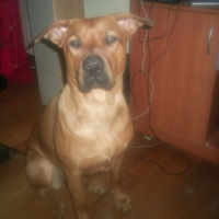 Photo de profil de Pepsy