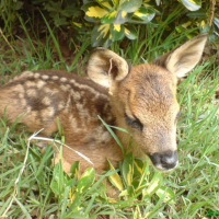 Photo de profil de Bambi