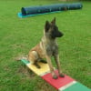 Photo de Dana, Berger Belge Malinois