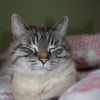 Photo de Simba
