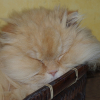 Photo de O'malet