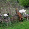 Photo de Nos 10 chèvres