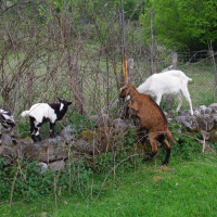 Photo de profil de Nos 10 chèvres