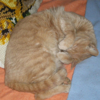 Photo de profil de Roméo