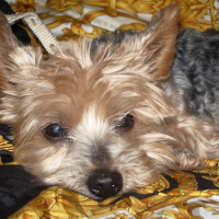 Photo de profil de Loustic
