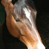 Photo de profil de Quelingtone dark