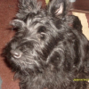Photo de Scotty, Terrier Ecossais