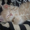 Photo de Cachou