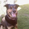 Photo de Brutus