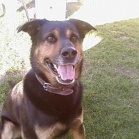 Photo de profil de Brutus