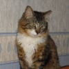 Photo de Domino