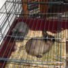 Photo de Lapinou et panpan