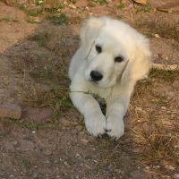 Photo de profil de Elwood blues